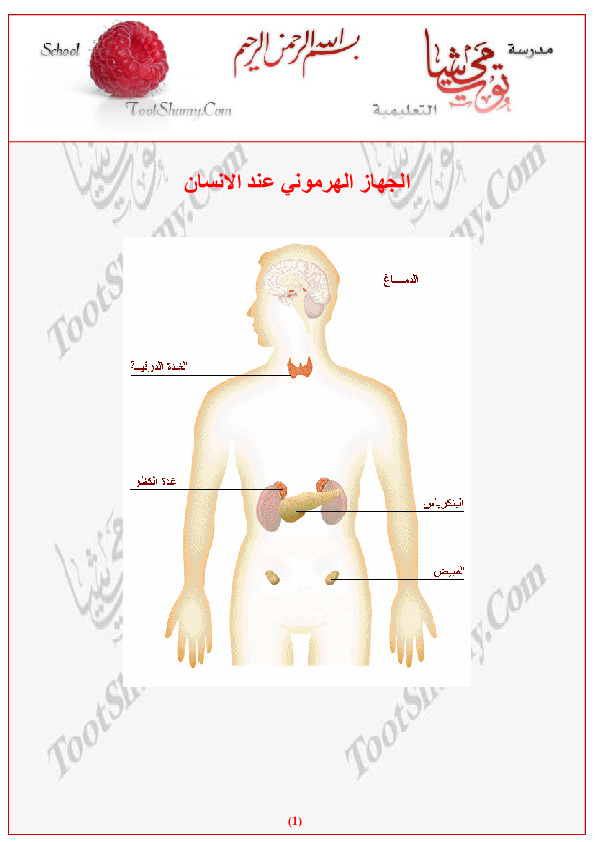 الجهاز الهرموني عند الانسان